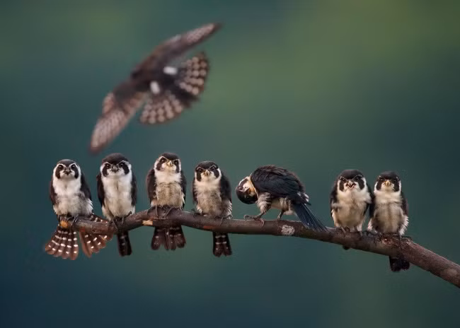 loat anh cua natgeo nhac nho chung ta ve the gioi xinh dep ngoai kia