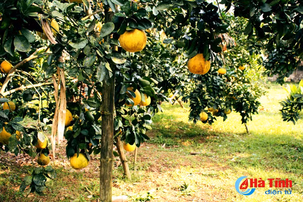 ngam vuon buoi dien ha noi ca nghin qua ngay tai ha tinh