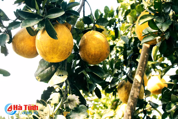 ngam vuon buoi dien ha noi ca nghin qua ngay tai ha tinh