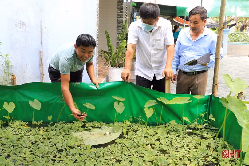 Người đàn ông ở Hà Tĩnh làm nên cơ nghiệp nhờ thuần hoá lươn đồng