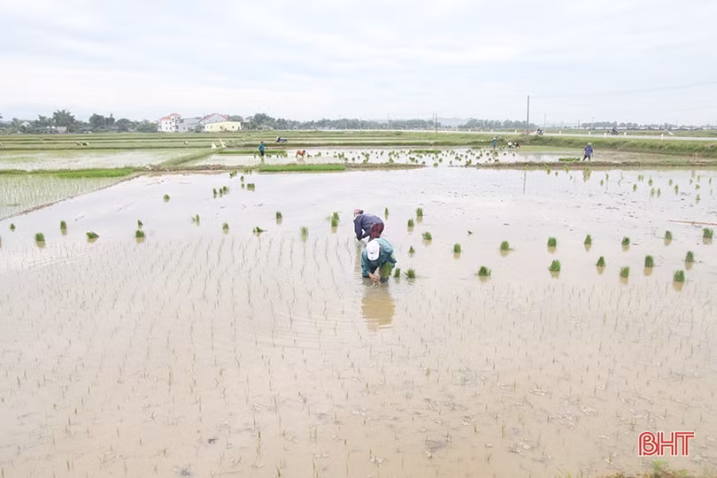 Tập trung chỉ đạo đẩy nhanh tiến độ vụ hè thu, sớm xây dựng phương án ứng phó thiên tai