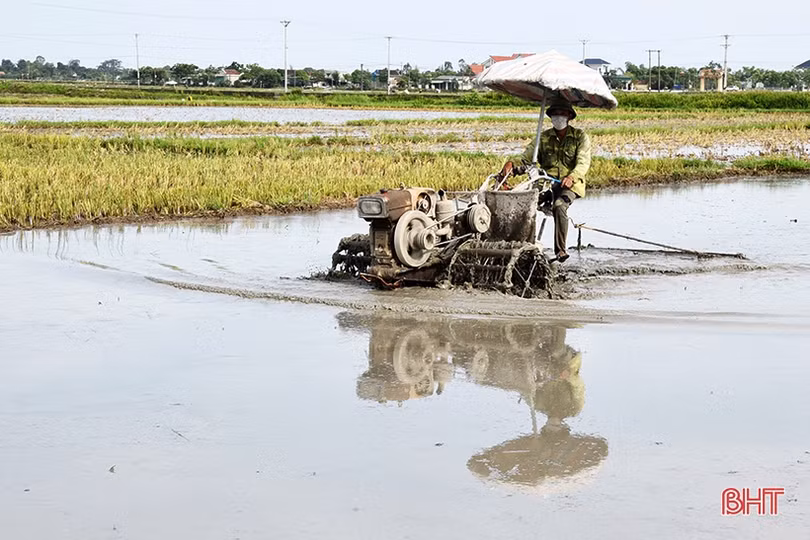 Lộc Hà gấp rút phủ kín 2.690 ha lúa vụ hè thu trước ngày 15/6