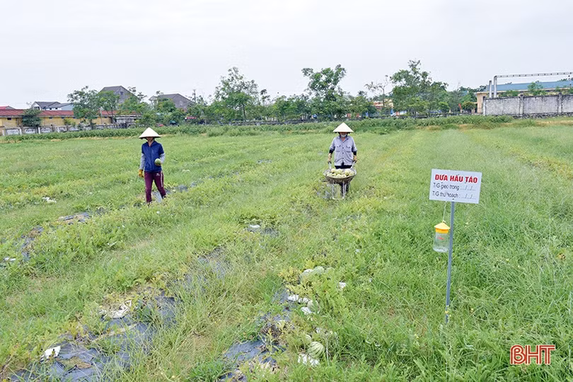 Mát xanh những vùng nông nghiệp sinh thái ven đô