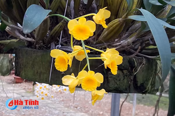 lac giua vuon lan rung tien ty cua chang cu nhan 8x