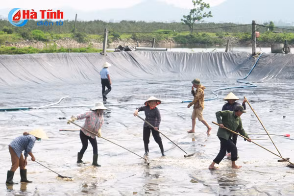 nguoi nuoi tom loc ha thap thom chuan bi mua vu