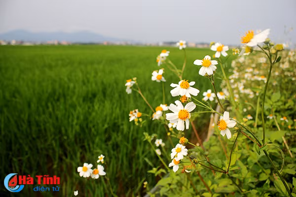 photo tinh khoi canh mong xuyen chi khap mien que ha tinh