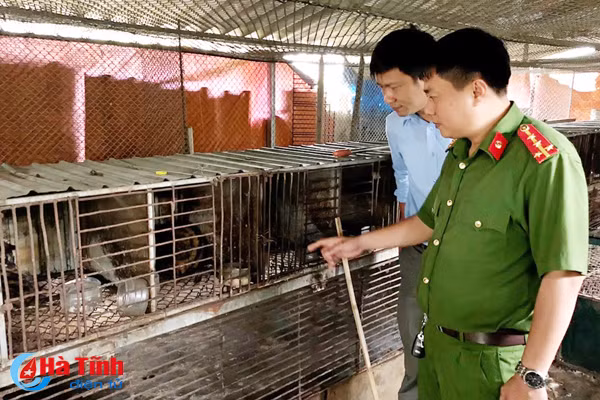 phat hien co so nuoi nhot trai phep dong vat hoang da so luong lon tai tp ha tinh