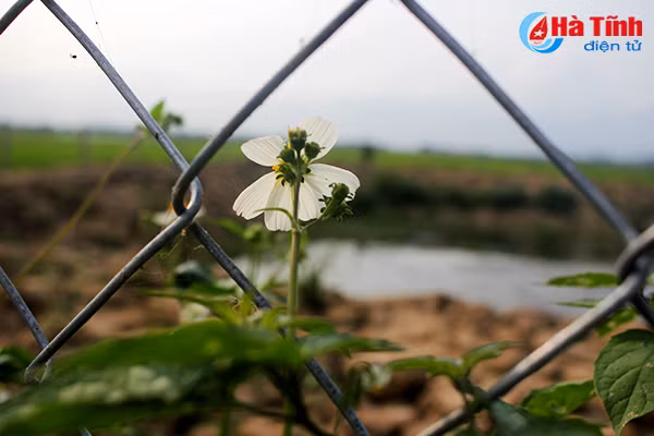 photo tinh khoi canh mong xuyen chi khap mien que ha tinh