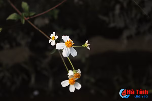 photo tinh khoi canh mong xuyen chi khap mien que ha tinh