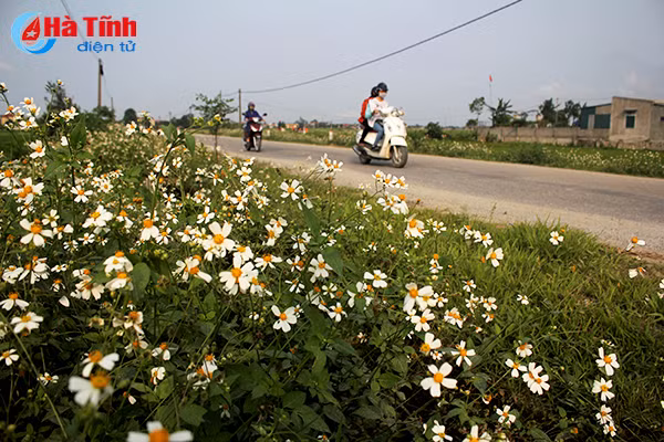 photo tinh khoi canh mong xuyen chi khap mien que ha tinh