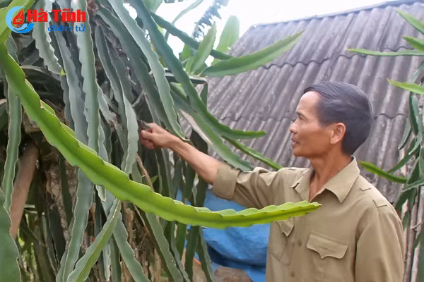 nhieu vuon mau o vu quang cho cho thu nhap tren 300 trieu dong nam
