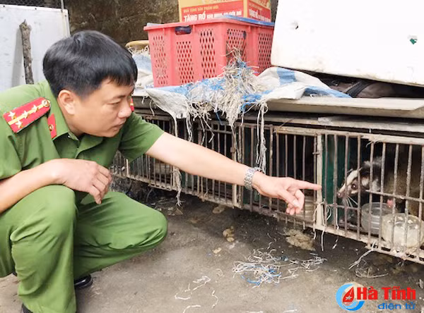 phat hien co so nuoi nhot trai phep dong vat hoang da so luong lon tai tp ha tinh
