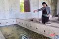 Nuôi ếch trong bể, nhiều hộ dân thu hàng chục triệu đồng mỗi lứa