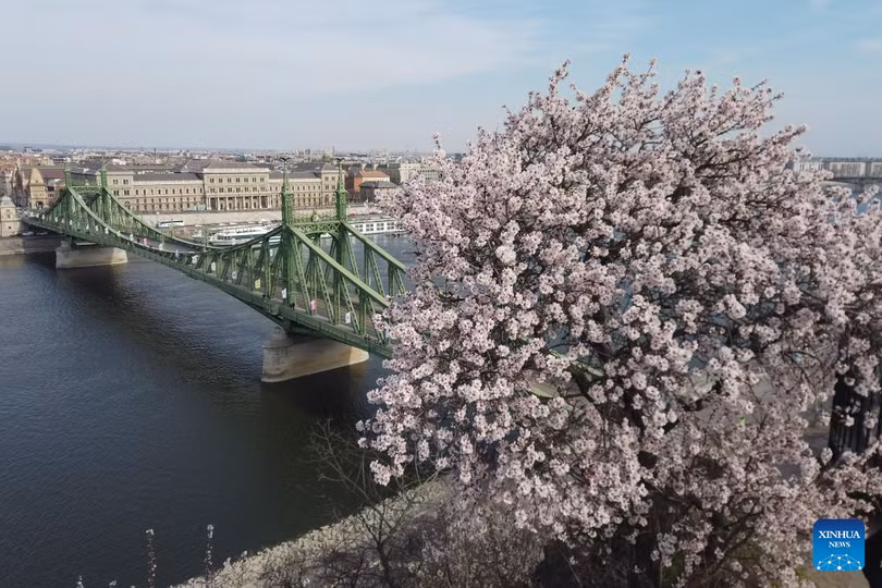 “Trăm hoa” nhuộm hồng các thành phố Âu - Mỹ