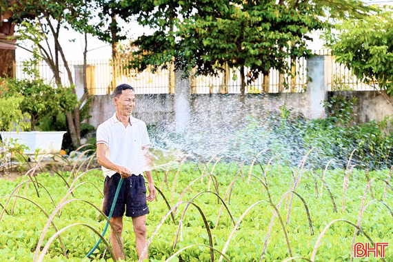 Giữ màu xanh trên những cánh đồng rau vụ đông