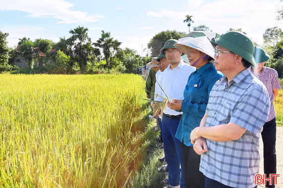 Triển vọng từ giống lúa mới TĐ25 trên đồng ruộng Hà Tĩnh