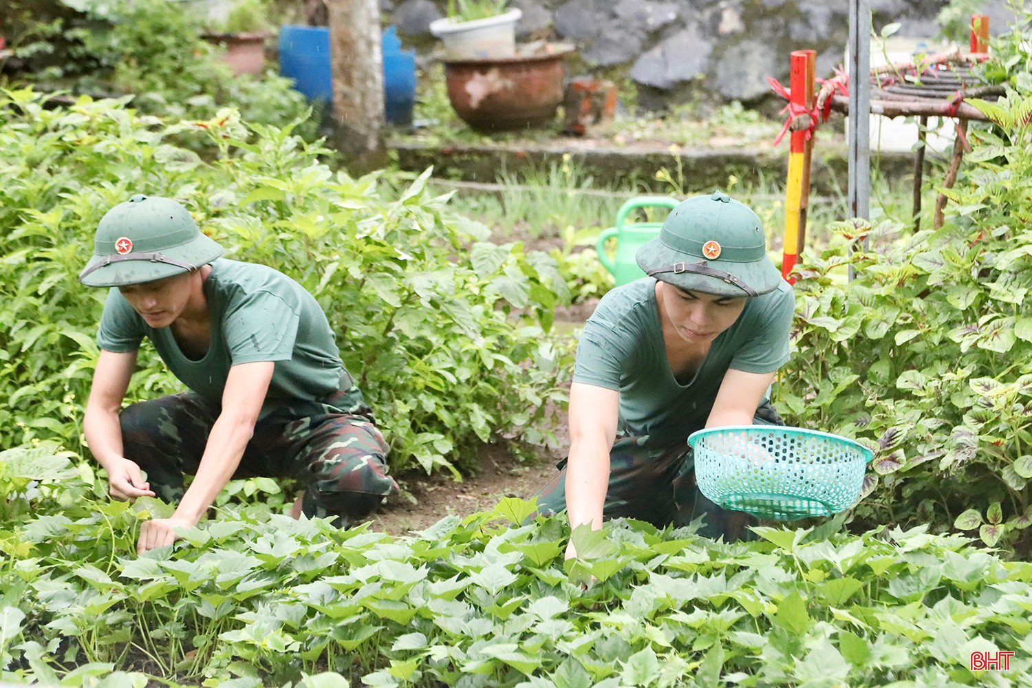 Vườn rau tăng gia của cán bộ, chiến sĩ Tiểu đoàn Hỗn hợp Đảo Mê.