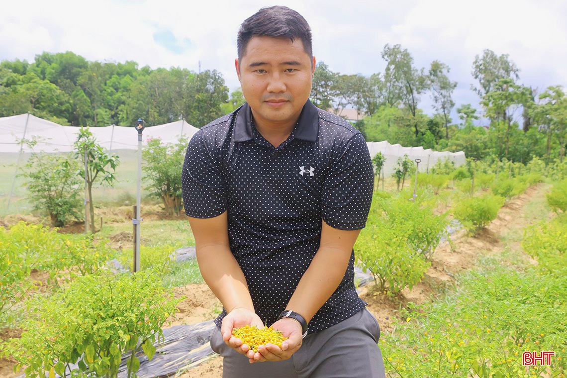 “Mục sở thị” vườn ớt quả tròn ở Hà Tĩnh
