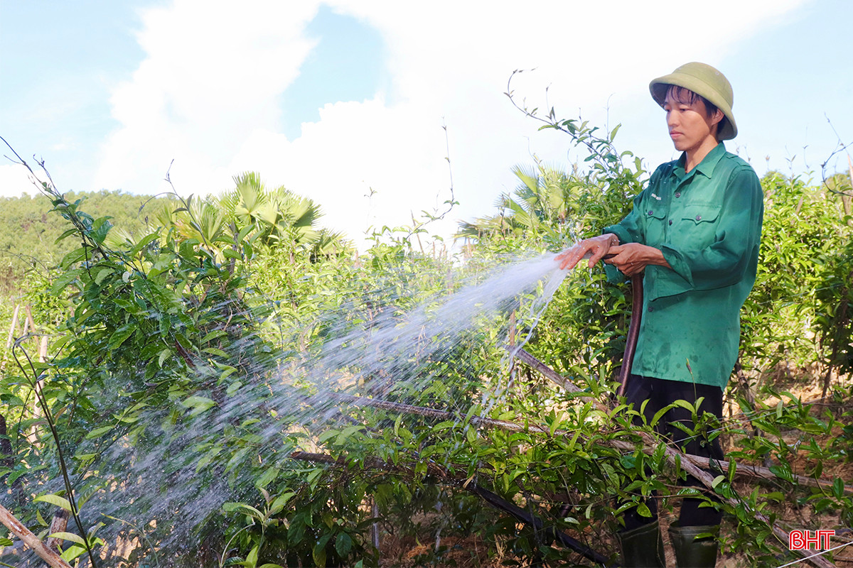 ... và tưới nước thường xuyên để "chống nóng" cho cây.