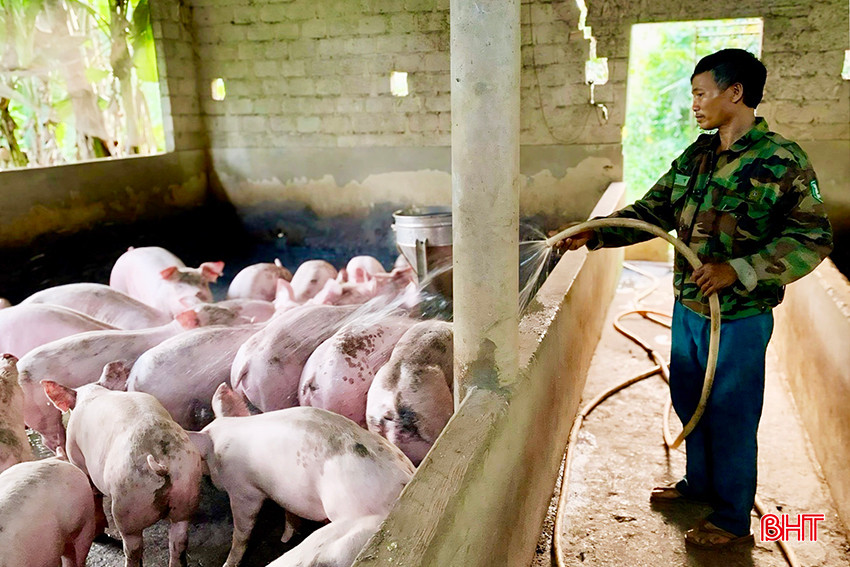 Ông Nguyễn Quang Lĩnh ở thôn Đăng (xã Thọ Điền) đang "giải nhiệt" cho đàn lợn của gia đình.
