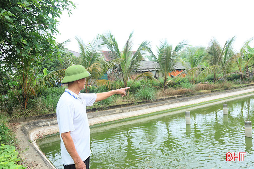 Ngoài các loại rau, cây ăn quả, vườn của ông Trần Văn Báu còn có ao nuôi cá diêu hồng với diện tích hơn 120 m2 để tăng thêm thu nhập. Ảnh 03.jpg