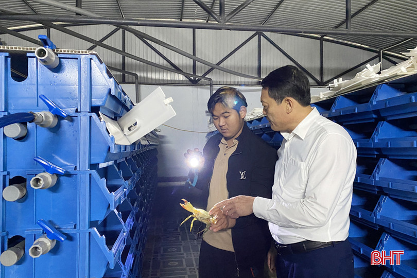 Mô hình nuôi cua trong hộp nhựa của HTX Hà Hoàng (xã Thạch Hạ, TP Hà Tĩnh). cua 3 giai doan 3A.jpg