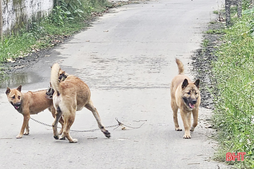 Tình trạng chó thả rông tiềm ẩn nhiều nguy cơ về bệnh dại. phong dai 1a.jpg