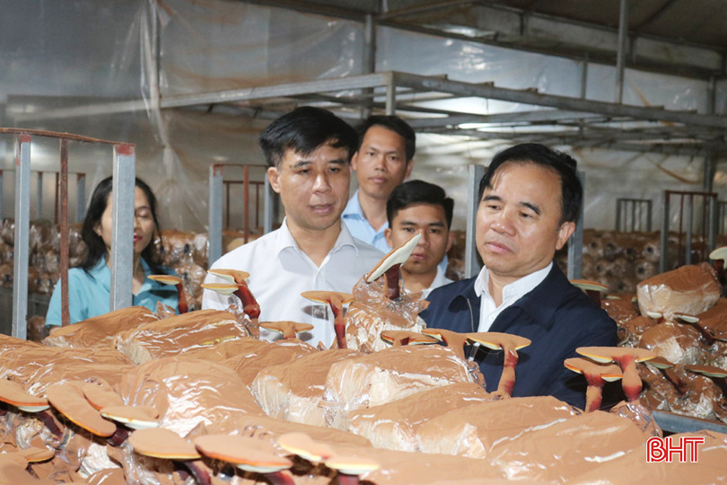 Lãnh đạo Sở KH&CN kiểm tra một số mô hình trồng nấm. trong namA.jpg
