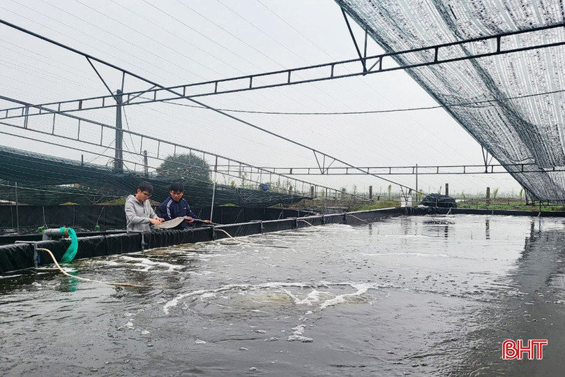 Nuôi tôm thâm canh 3 giai đoạn tuần hoàn ứng dụng công nghệ vi sinh tại khu vực Đồng Ghè (xã Thạch Hạ, TP Hà Tĩnh). tom 3 giain don 4a.jpg