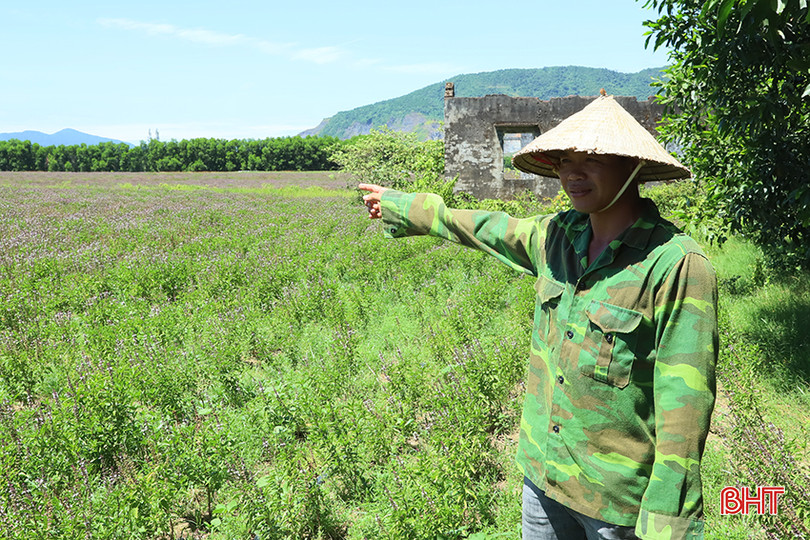 Mô hình trồng rau húng quế đầu tiên tại xã Kỳ Tân (huyện Kỳ Anh) có tổng diện tích 5 ha. Y1.jpg