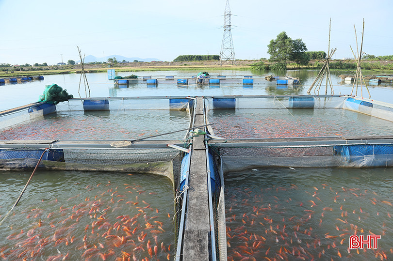 Anh Tuấn gây dựng lại cơ nghiệp sau khi mất trắng hàng chục tấn cá, thiệt hại hàng tỷ đồng. A2.jpg