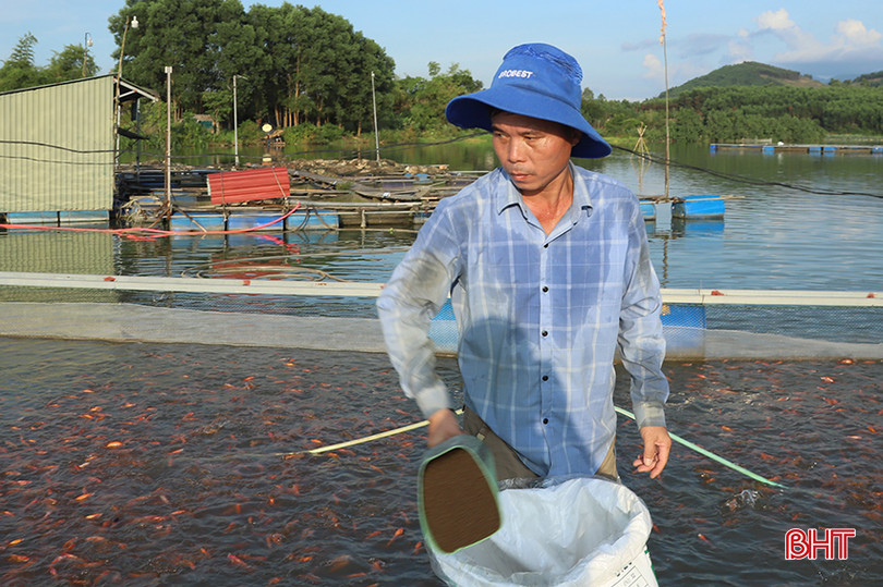 Anh Tuấn trực tiếp chăm sóc, cho cá ăn tần suất 2 lần/ngày. A3.jpg