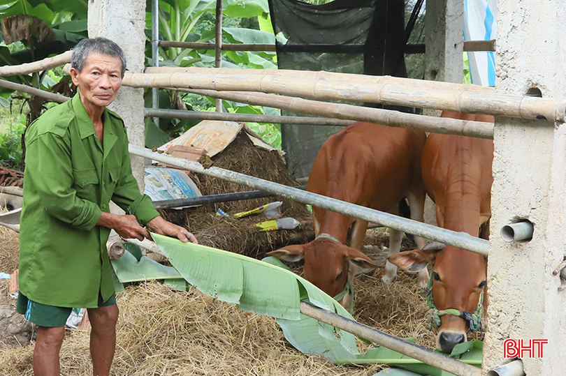 Ông Nguyễn Văn Hanh (SN 1965) là một trong 2 hộ cận nghèo của thôn Đông Nam Lý, xã Cẩm Bình được hỗ trợ bò để chăn nuôi. K3.png