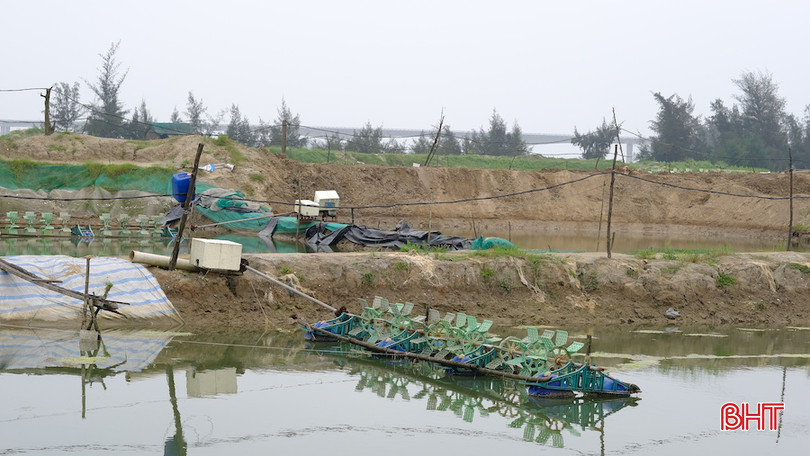 Nhiều hộ gia đình bỏ trống ao nuôi, không thể tiếp tục tái sản xuất do chưa xác định được nguyên nhân ốc hương chết. DSCF2018.JPG