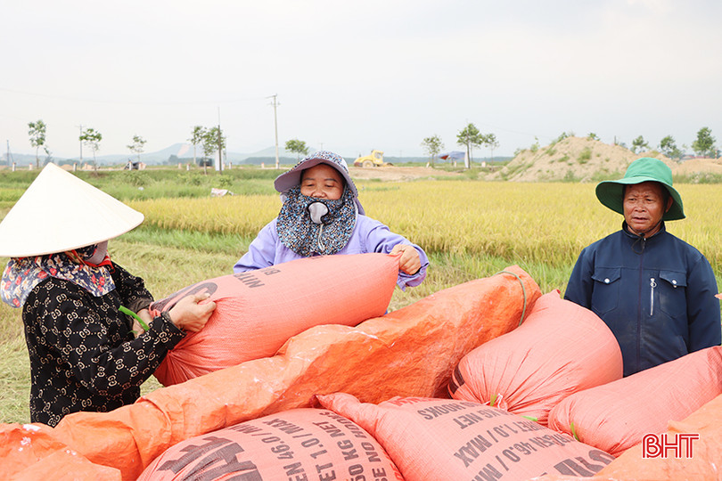 Chị Lê Thị Thiện cùng bà con thôn Vĩnh Phú, xã Cẩm Quan, Cẩm Xuyên (giữa) thu hoạch lúa vụ xuân. 1.jpg