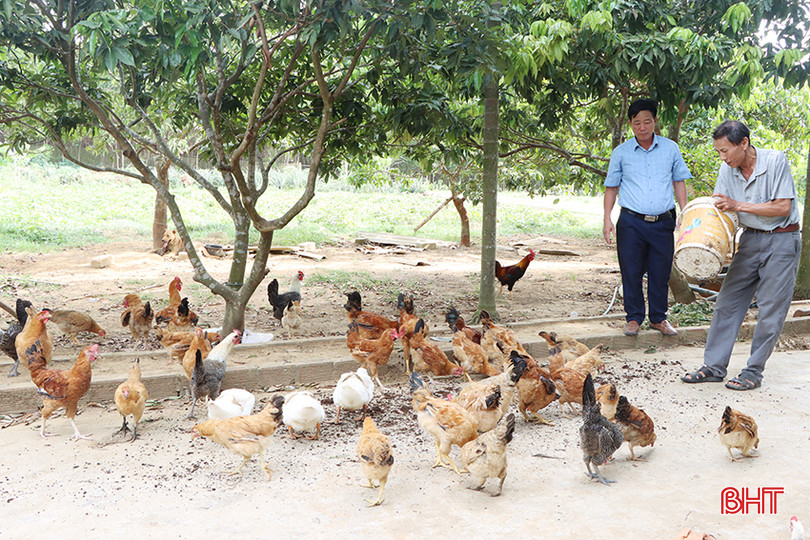 Giun quế được ông Võ Văn Thắng (thôn Hoa Thám, xã Cẩm Lạc) sử dụng làm thức ăn cho gà, vịt nên tiết kiệm được chi phí sản xuất. 2.jpg