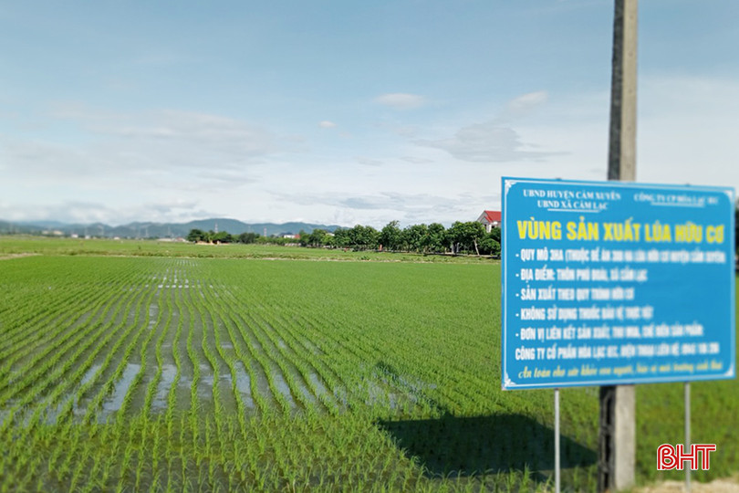 Mô hình sản xuất lúa theo hướng hữu cơ bằng kỹ thuật mạ khay, máy cấy với diện tích 3 ha ở thôn Phú Đoài, xã Cẩm Lạc đang trong thời kỳ phát triển tốt. 4.jpg