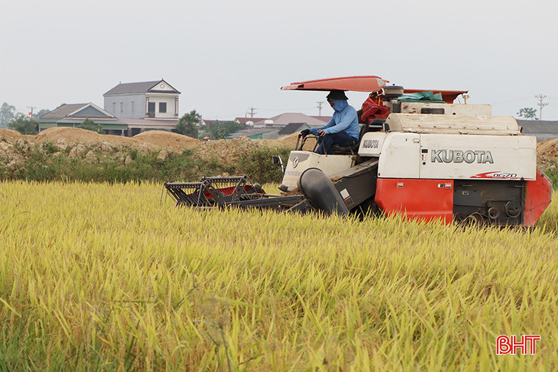Cẩm Xuyên phấn đấu hoàn thành thu hoạch lúa xuân trước ngày 15/5. 3.jpg