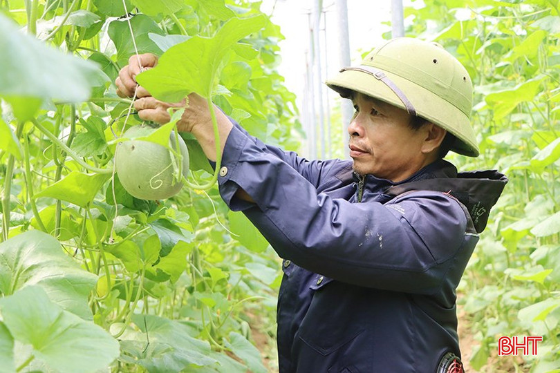 Mô hình sản xuất dưa lưới theo hướng hữu cơ của anh Võ Văn Ý ở xã Cẩm Bình. 0.jpg
