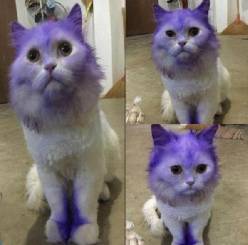 10 anh hai hot nhat facebook trong ngay