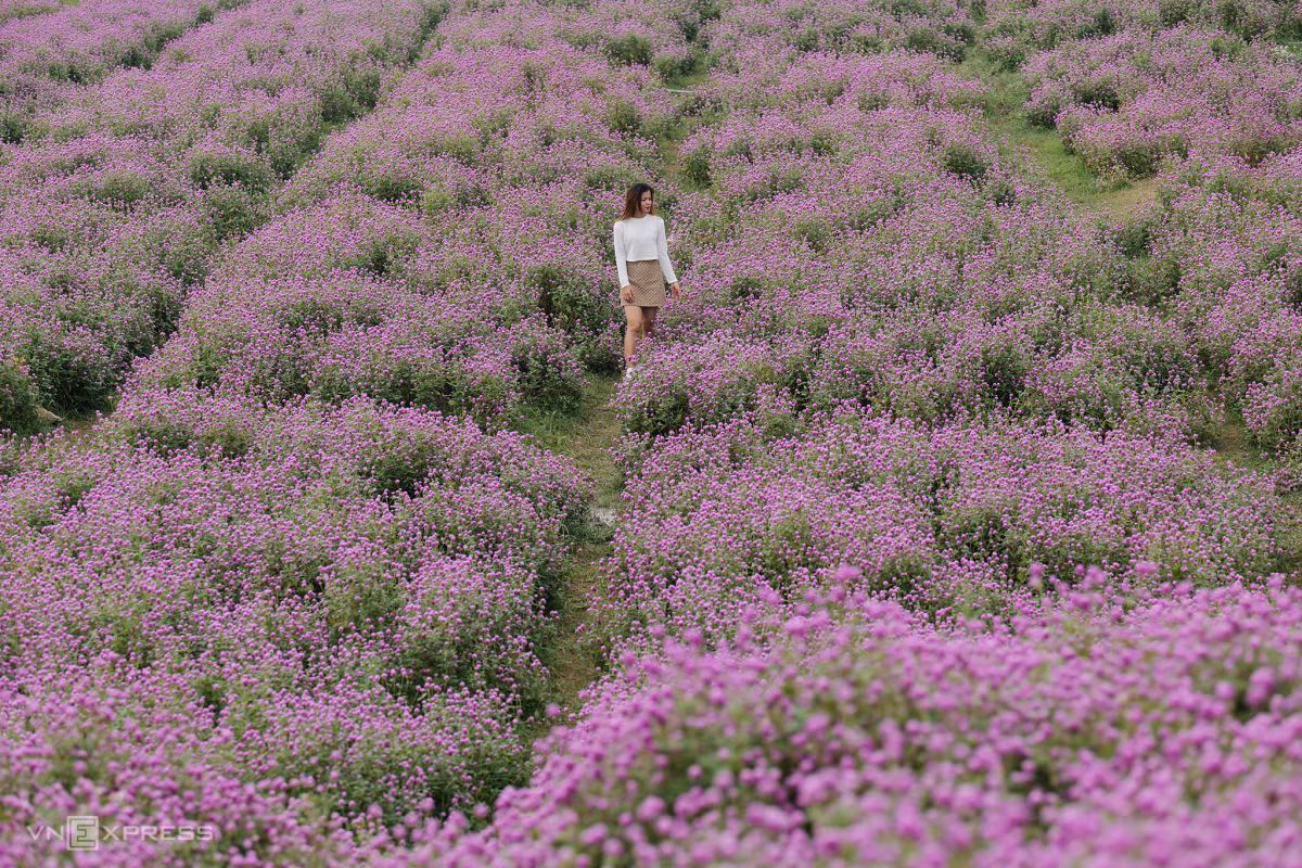 Mùa cúc bách nhật bên sông Hồng