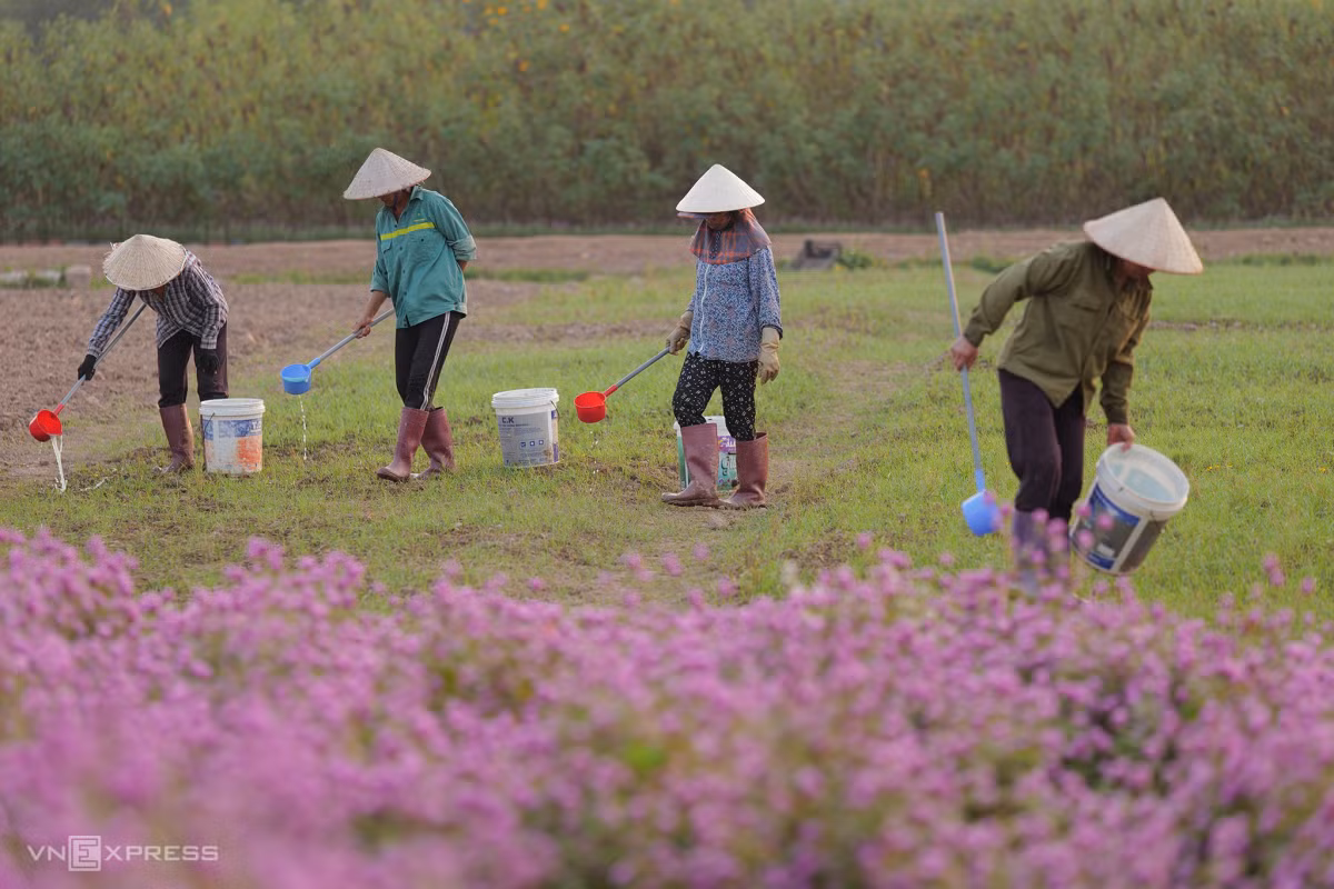 Mùa cúc bách nhật bên sông Hồng