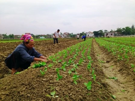 Sản xuất rau sạch ở Thạch Môn ( TP Hà Tĩnh)