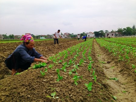 Sản xuất rau sạch ở Thạch Môn ( TP Hà Tĩnh) Sản xuất rau sạch ở Thạch Môn ( TP Hà Tĩnh)