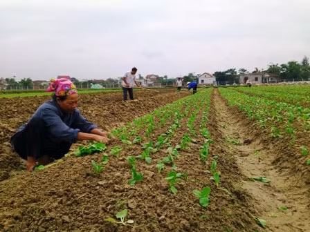 Sản xuất rau sạch ở Thạch Môn ( TP Hà Tĩnh)