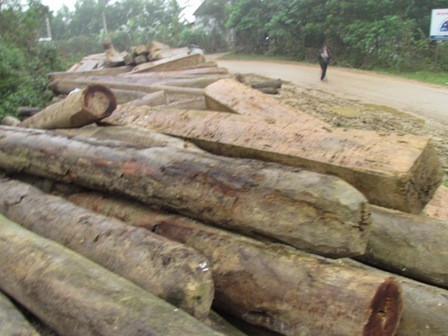 Trên 500 m3 gỗ được tịch thu trong vụ phá rừng Sơn Hồng