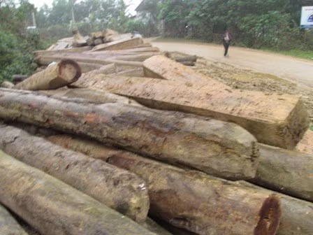 Trên 500 m3 gỗ được tịch thu trong vụ phá rừng Sơn Hồng