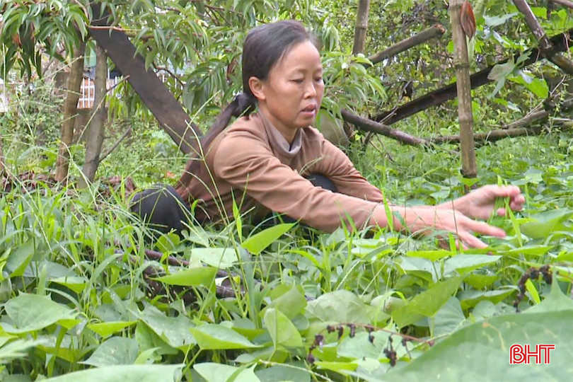 Gắng lắm chị cũng chỉ trồng được vài luống rau trong vườn. bqbht_br_z7172219578288-962e27b2a9ea77381858541fe824c0c0.jpg