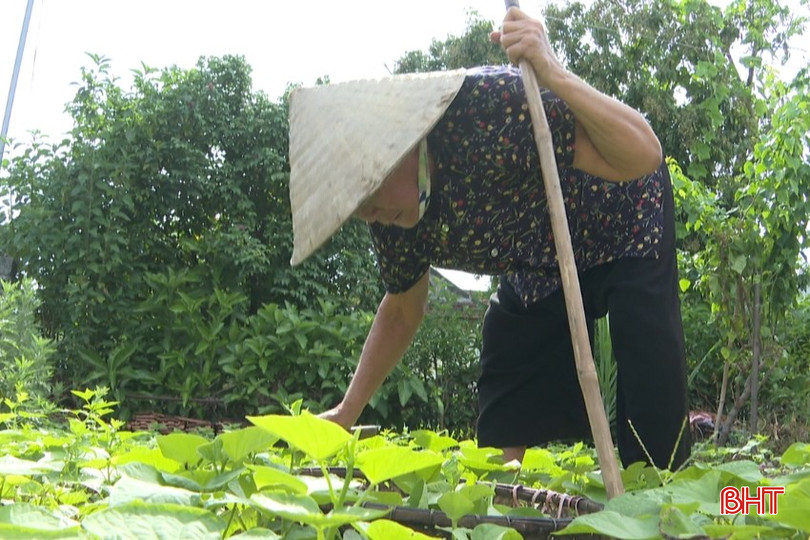 Tuổi cao, sức yếu không làm được việc nặng nhọc, bà Thà trồng thêm ít rau trong vườn để cải thiện bữa ăn hằng ngày. bqbht_br_anh-6.jpg