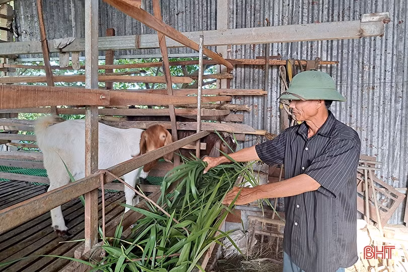 Lão nông ở Nghi Xuân chia sẻ bí quyết làm giàu từ nuôi dê Boer